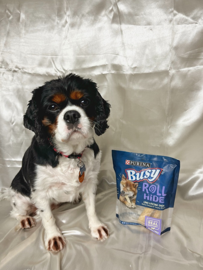 Cavalier spaniel photographed beside a pack of dog treats